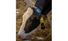 Allflex SenseHub - Model Dairy - Modular Cow Monitoring System