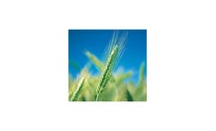 BergaZym - Model P, P100 & P1000 - Enzyme Complex Microgranulate