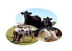 ADM Biuret - Non-Protein Nitrogen Product for Ruminants