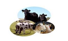 ADM Biuret - Non-Protein Nitrogen Product for Ruminants