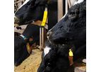 AminoMax - Model Pro - Bypass Protein-Rich Feed Additive