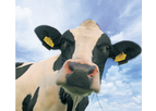 AminoMax - Model DCAD - Ration Acidic Diet Feed