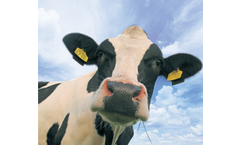 AminoMax - Model DCAD - Ration Acidic Diet Feed