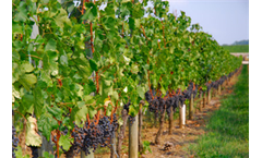 Plant Tissue Testing Services