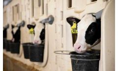 Create Lifelong Immunity Starting with the Calf