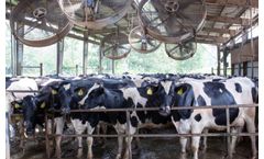 Three Tips to Reduce Heat Stress in Dairy Cows
