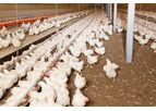 Big Dutchman - Automatic Chain Feeding for Modern Poultry Production