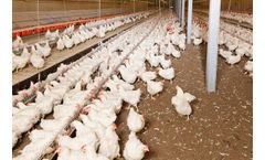 Big Dutchman - Automatic Chain Feeding for Modern Poultry Production