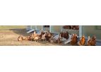 NATURA - Model Camp II - Mobile Poultry Housing System