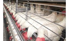UniVent - Laying Hen Battery Manure Belt