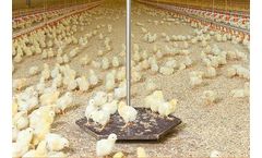 Swing - Model 20 - Poultry Scale