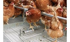 Incas - Model 2 - Poultry Scale for Layers