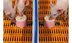 CulinaCup - Suckling Pig Feeding Systems