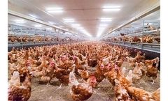 NATURASunrise - Manure Belt System