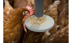 PickPuck - Enrichment and Natural Wearing of the Beak - Aviary System