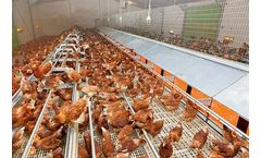 Big Dutchman - Poultry Floor Plastic Slats