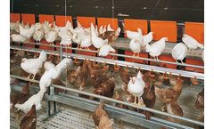 Feed Supply - Broiler breeder management