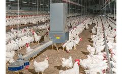 MaleChain - Broiler Chain Feeding System