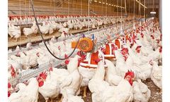 Separate Male Broiler Feeding Pan