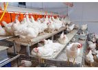 BelEtage - Broiler Breeder Aviary