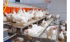 BelEtage - Broiler Breeder Aviary