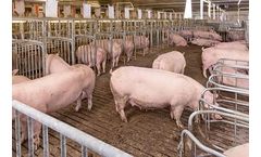 Group Housing with Single Stalls