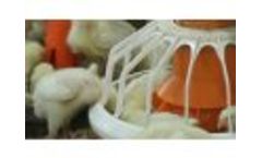 Pullet to Breeder Video