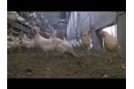 Modern Aviary System for Free Range and Barn Egg Production: Natura Step - Video