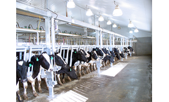 Turner - Individual Release Parallel Cow Stalls
