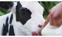 The PathWhey to Healthier Calves - Video