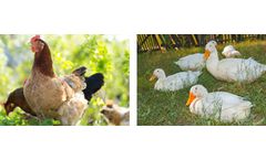 Livestock nutrition products solutions for poultry industry