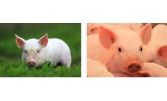 Livestock nutrition products solutions for swine sector