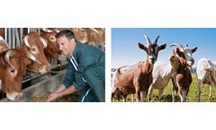Livestock nutrition products solutions for ruminants sector