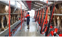 Pearson - Automated Cluster System for Dairy Parlours