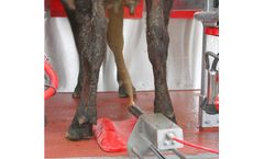 Pearson - Rotary Deck Leg Divider for Dairy Cow Milking