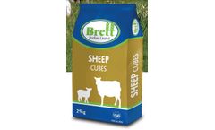 Brett - Model EWE - Supreme Sheep Cubes