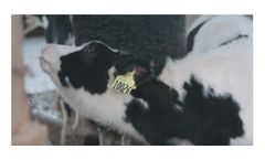 FutureCow - Calf Brushes