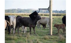 FutureCow - Stationary Cow Brush