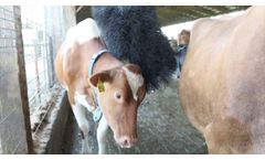 Stationary Cow and Beef Cattle Brush in Action - Video