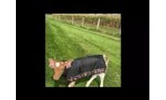 HUGS Calf Jacket - Video