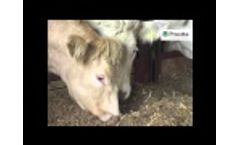 Provita Promist Video
