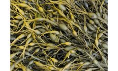 Ascophyllum Nodosum raw material