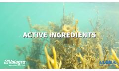 Algea - The Arctic Company