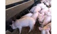 A-One Feed Supplements Video