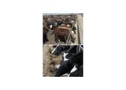 Lactomace - Protein Digestibility and Feed Utilization Conditioner