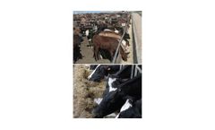 Lactomace - Protein Digestibility and Feed Utilization Conditioner