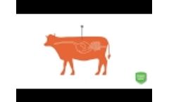 What is an Abiotic? Video
