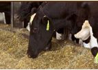 Bovachlor - Anionic Salt Supplement for Dairy Cows