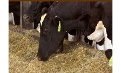 Bovachlor - Anionic Salt Supplement for Dairy Cows
