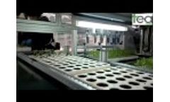 TEA 600 N Transplanter Video
